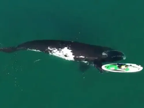 Une baleine joue avec un kayak au large de l’Argentine (VIDEO)